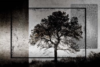 July Tree by LightBoxJournal art print