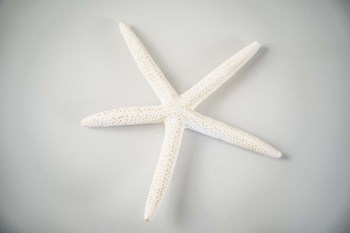 Sea Star 1 by LightBoxJournal art print