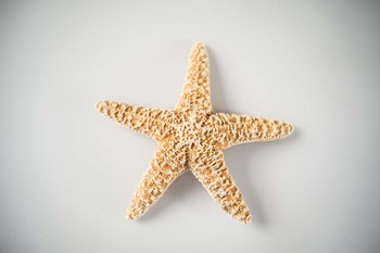 Sea Star 4 by LightBoxJournal art print