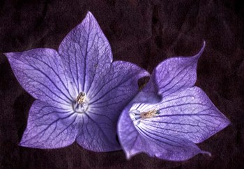 Balloon Flower by Lori Hutchison art print