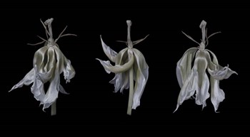 Dancing Iris by Lori Hutchison art print