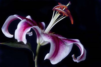 Fancy Pink Lily by Lori Hutchison art print