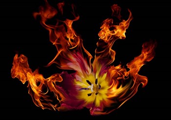 Flaming Tulip by Lori Hutchison art print