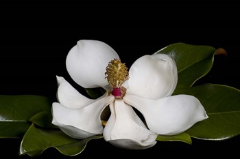Magnolia by Lori Hutchison art print