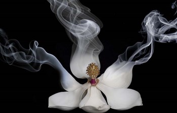 Smoking Magnolia by Lori Hutchison art print