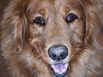 Golden Retriever by Lori Hutchison art print