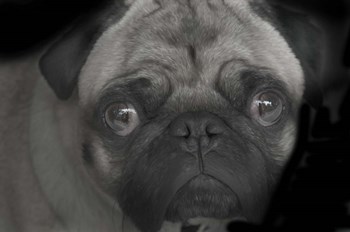 Pug by Lori Hutchison art print