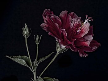 Hibiscus by Lori Hutchison art print