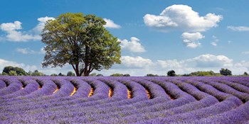 Lavender Field in Provence, France by Pangea Images art print