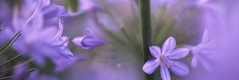 African Lily, Sacramento, California by Panoramic Images art print