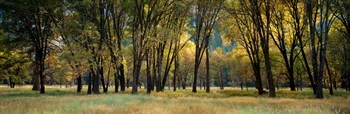 Trees in Autumn, Yosemite National Park, California by Panoramic Images art print