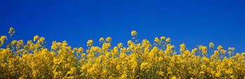 Rape Field in Bloom under Blue Sky by Panoramic Images art print