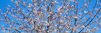 Cherry Tree in Bloom, Germany by Panoramic Images art print
