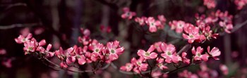 Pink Flowers in Bloom by Panoramic Images art print