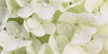 Close-up of Snowball Bush Flowers with Mist Droplets, Sacramento, California by Panoramic Images art print