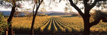 Vines in Far Niente Winery, Napa Valley, California by Panoramic Images art print