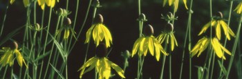 Black-eyed Susan Blooming by Panoramic Images art print