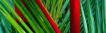 Detail of Palm Leaves, Hawaii Islands by Panoramic Images art print