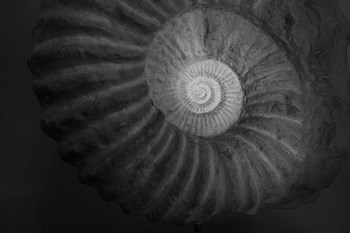 Small infinity by Moises Levy art print