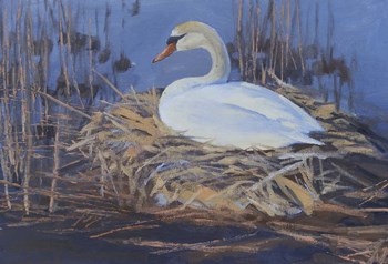 Swan Nest by Rusty Frentner art print