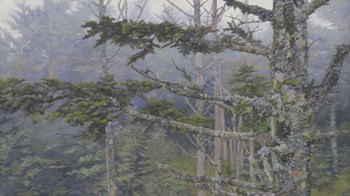 Forest Trees by Rusty Frentner art print