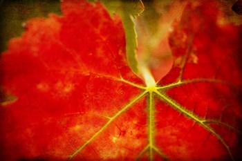 Autumn&#39;s Fire by Jessica Rogers Photography art print