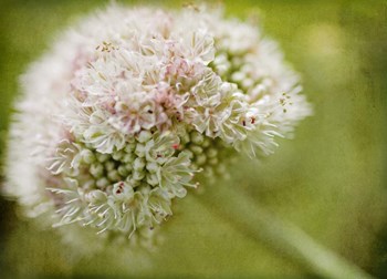 Ever So Softly by Jessica Rogers Photography art print