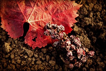 The Fallen by Jessica Rogers Photography art print