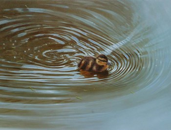 Duckling by Michael Jackson art print