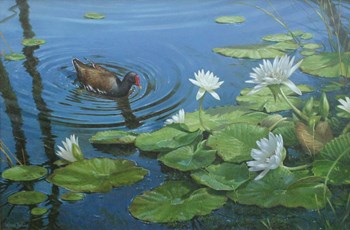 Moorhen by Michael Jackson art print