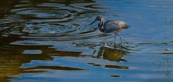 Ripples by Michael Jackson art print