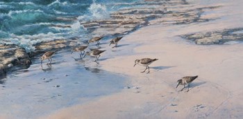 Sanderlings by Michael Jackson art print