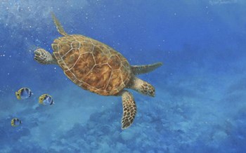 Sea Turtle by Michael Jackson art print
