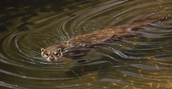Otter by Michael Jackson art print