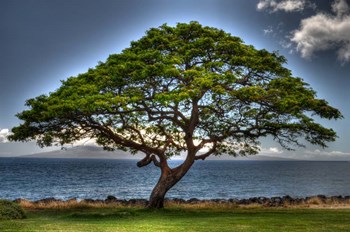 Majestic by Robert Kaler art print