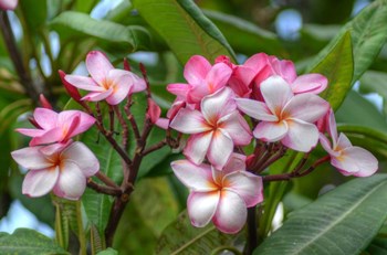 Pink Splendor by Robert Kaler art print