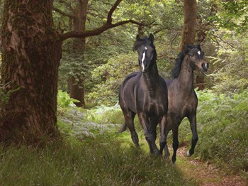 Best Friends by Bob Langrish art print