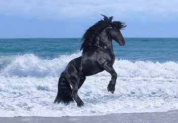 Black Knight by Bob Langrish art print