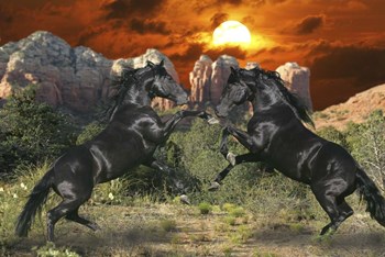 Black Magic by Bob Langrish art print