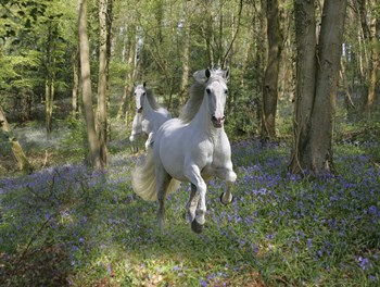 Blue Bell Wood by Bob Langrish art print