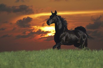 Distant Thunder by Bob Langrish art print