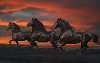 Black Trio by Bob Langrish art print