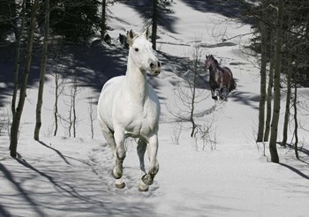 Snow Chase by Bob Langrish art print