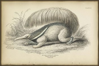 Great Anteater by PI Collection art print