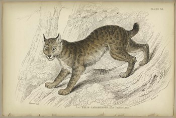 Felis Canadenis Lynx by PI Collection art print