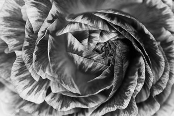Ranunculus Abstract VI BW by Laura Marshall art print