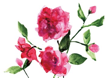 Bright Roses by Anne Tavoletti art print