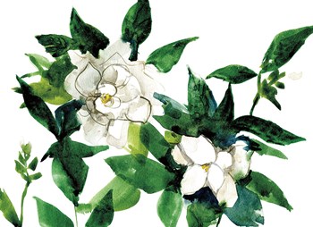 Bright Gardenias by Anne Tavoletti art print