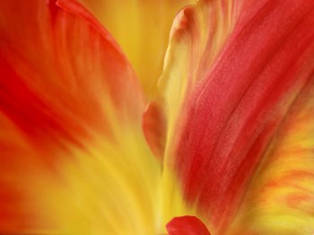 Tulipa by Susan Michal art print