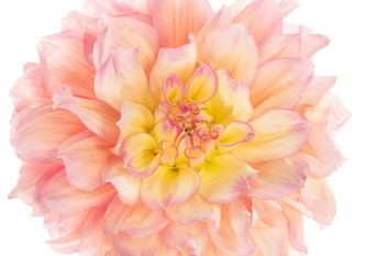 Coral Dahlia by Susan Michal art print